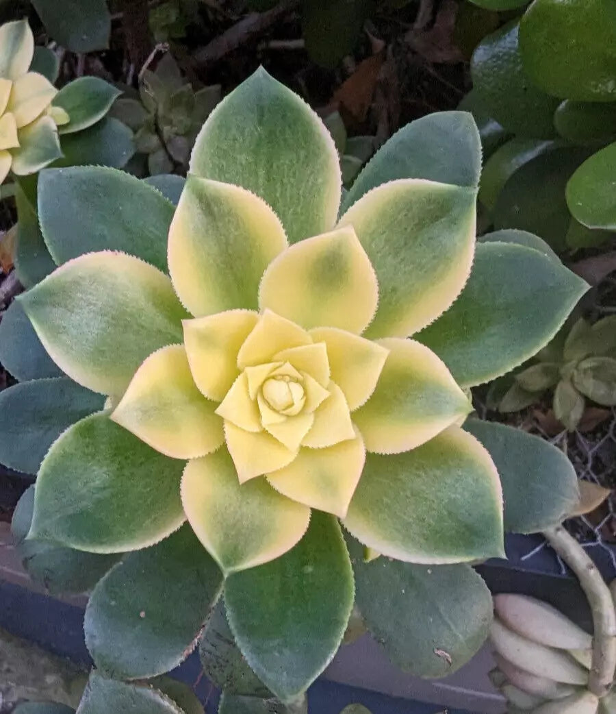 Aeonium Kiwi Cutting - 3" Unrooted Succulent Plant - Unique Rosette-forming Aeonium 'Kiwi' for Indoor & Outdoor Gardens