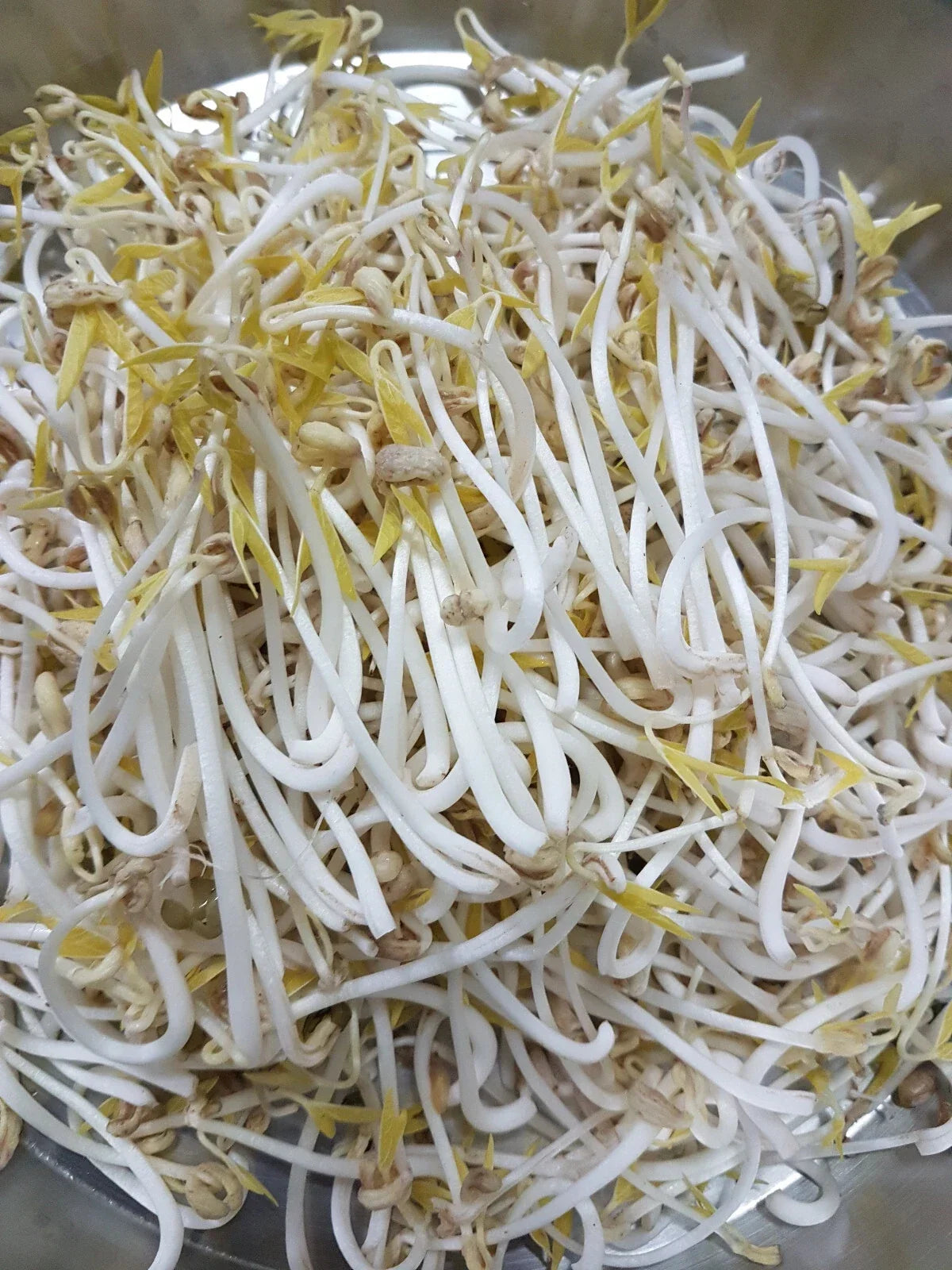 Organic Mung Bean Seeds for Sprouting - 60 Vigna radiata Seeds for Home Gardening