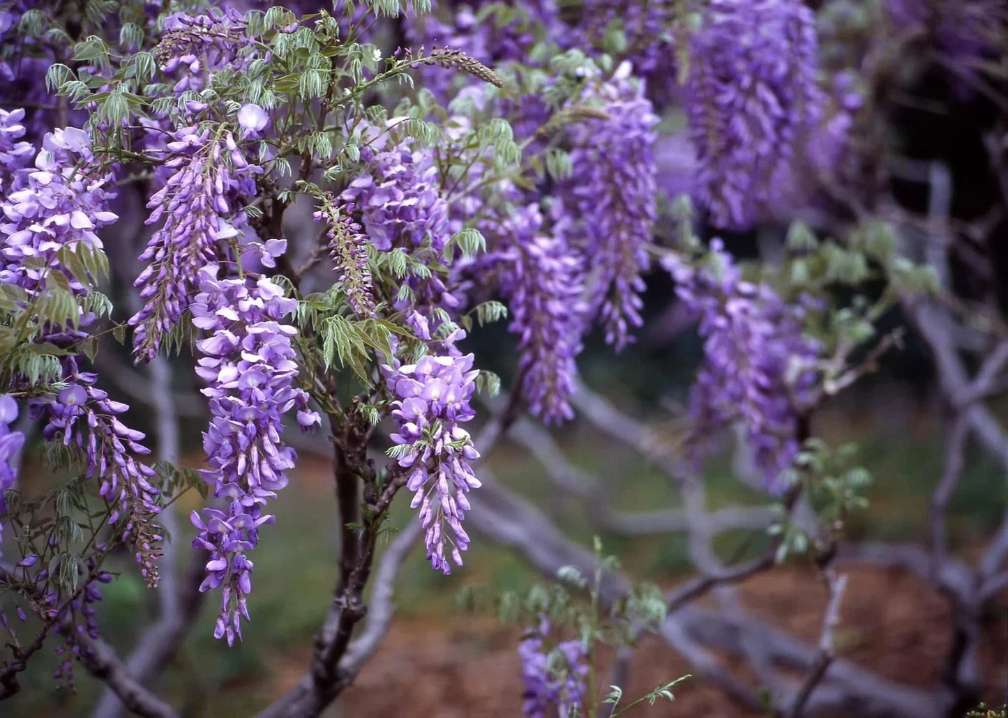20 Purple Wisteria Seeds - Wisteria sinensis Flowering Vine for Garden