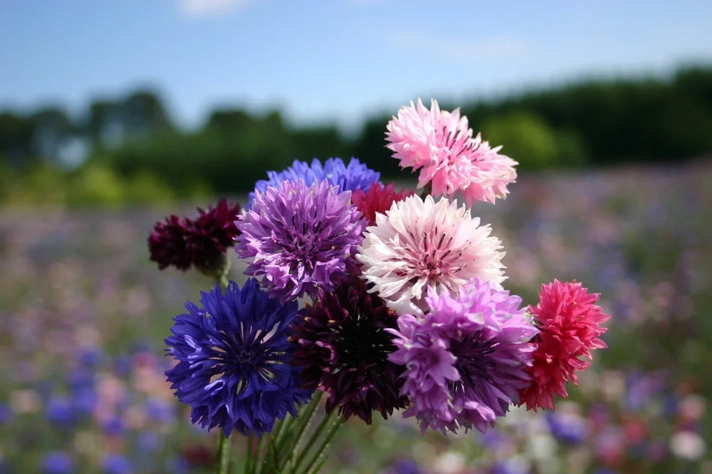 Bachelor Button Dwarf Polka Dot Mix Seeds, Colorful Annual Flowers, Easy to Grow, Centaurea cyanus