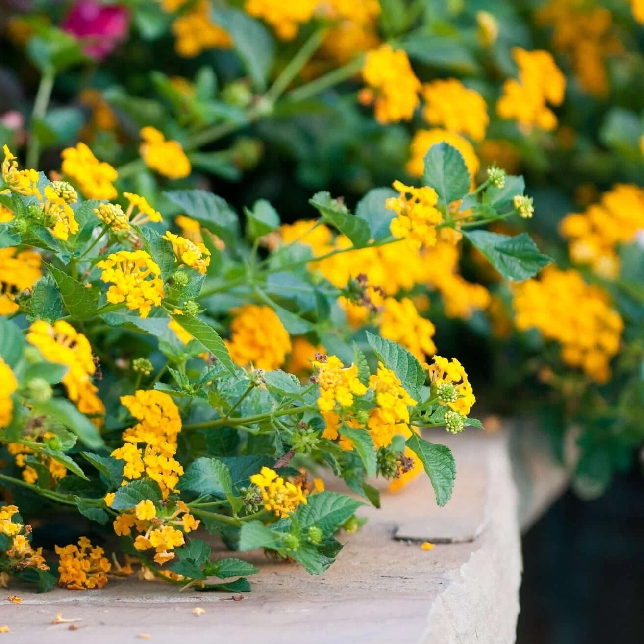 Lantana Plant Plug, Chapel Hill Gold, Hardy Flowering Shrub, Lantana camara, Easy to Grow, Butterfly Attracting