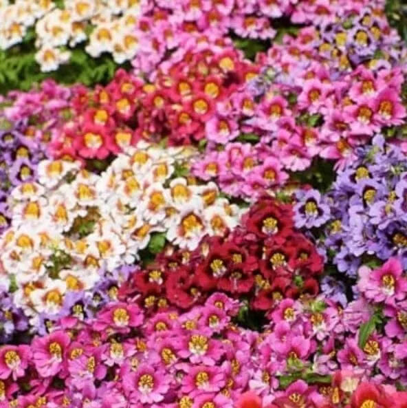 Butterfly Flower Seeds - Angel Wings Mix - 30 Seeds - Asclepias tuberosa Pollinator Plants