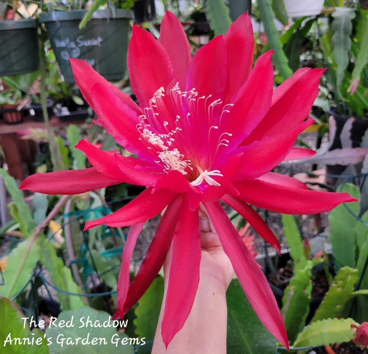 Epiphyllum Cuttings - Unrooted The Red Shadow Variety, 8-10 Inches, Epiphyllum spp. for Indoor Garden, Vibrant Red Blooms