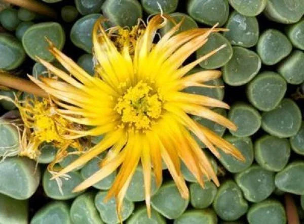 Fenestraria rhopalophylla Seeds - Exotic Baby Toes Succulent Seeds - Living Rock Plant - 50 Pack