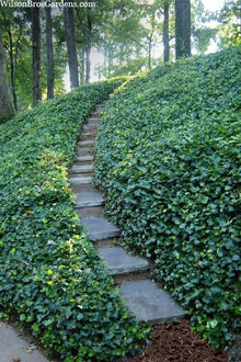English Ivy Cuttings (50 Non-Rooted) - Deep Green Vine - Hedera helix