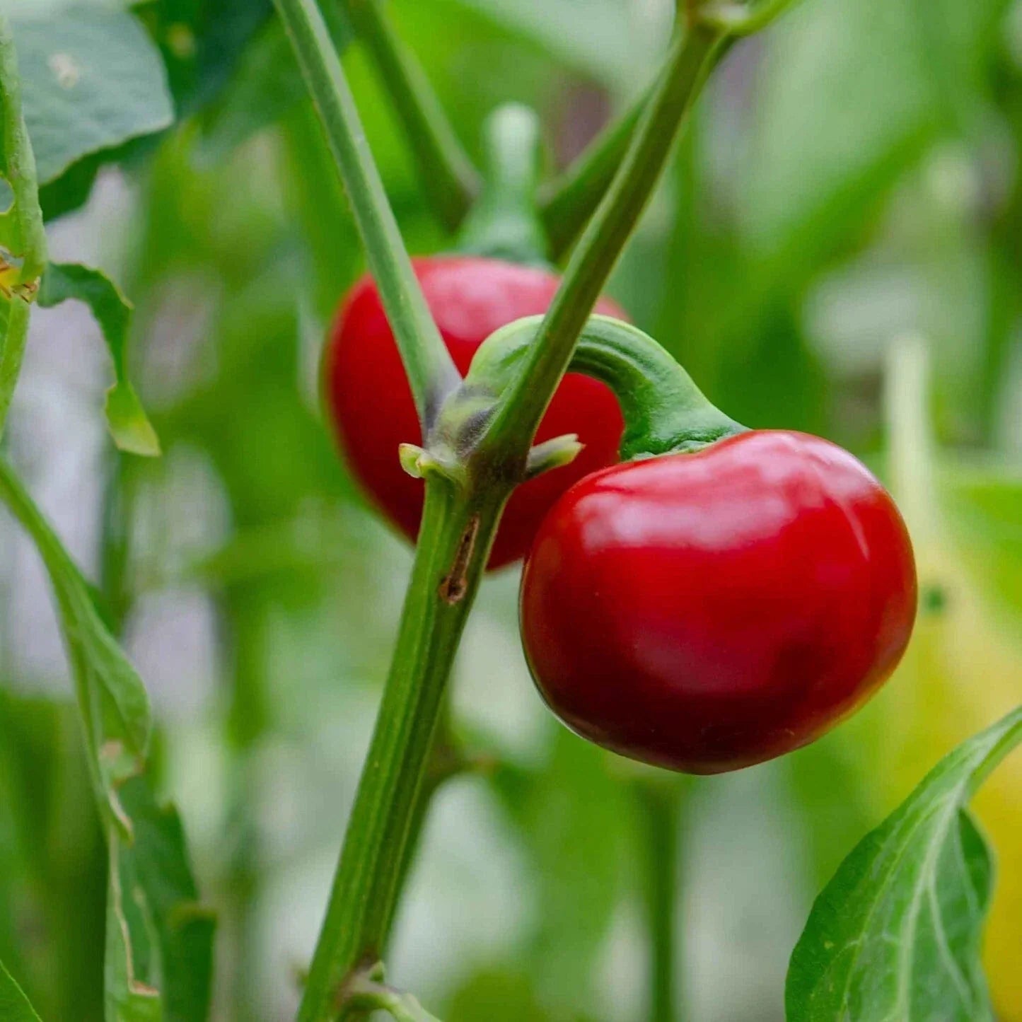 Cherry Pepper Live Plant - 2 Easy to Grow Edible Hot Peppers | Capsicum annuum