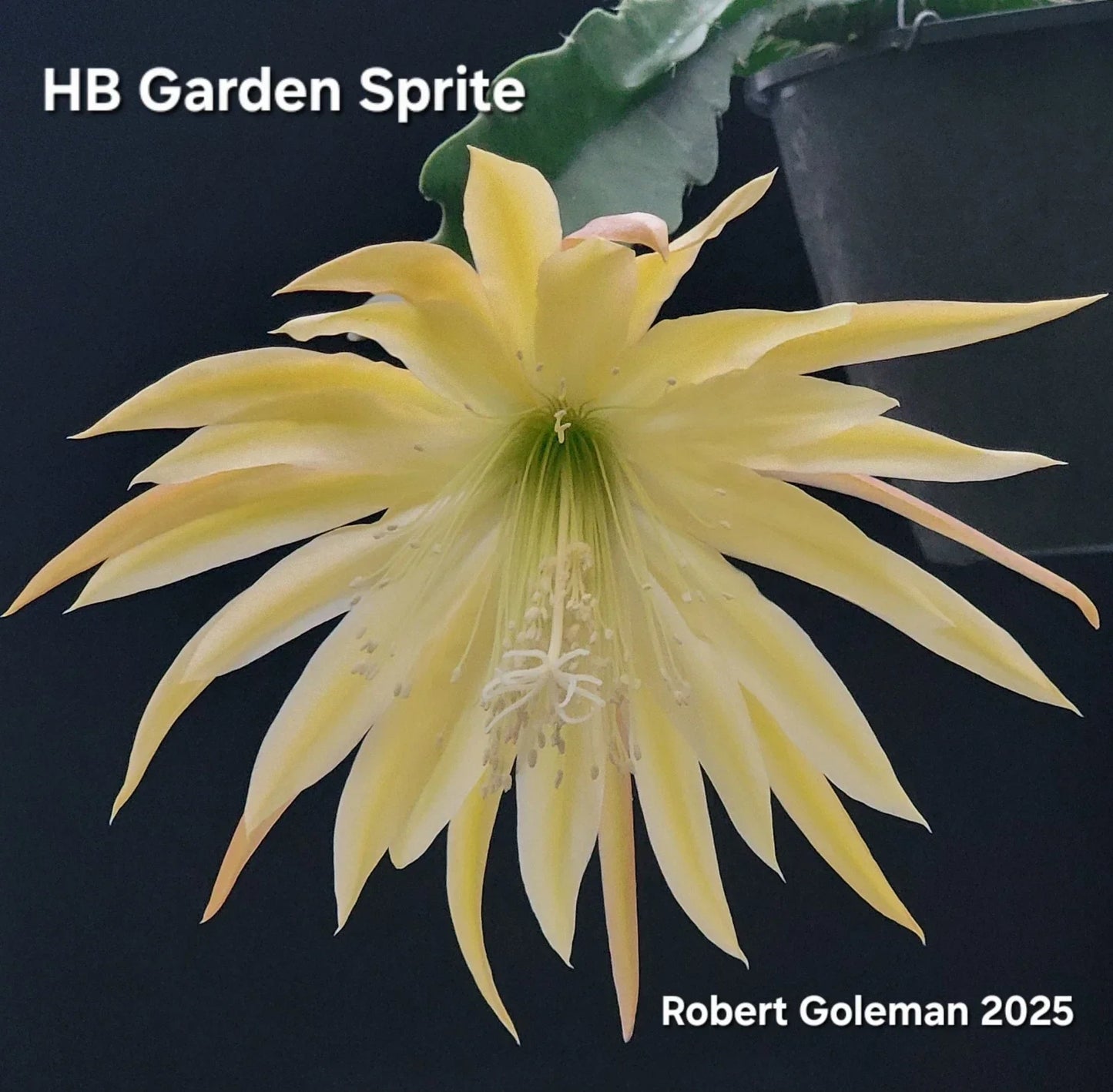 Epiphyllum 'HB Garden Sprite' Unrooted Cutting - Orchid Cactus - Tropical Houseplant - Climbing & Trailing Epiphyllum spp.