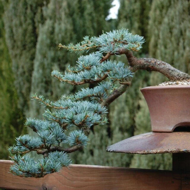 Blue Spruce Bonsai Tree Seeds - 20 Pack | Picea pungens Coniferous Variety