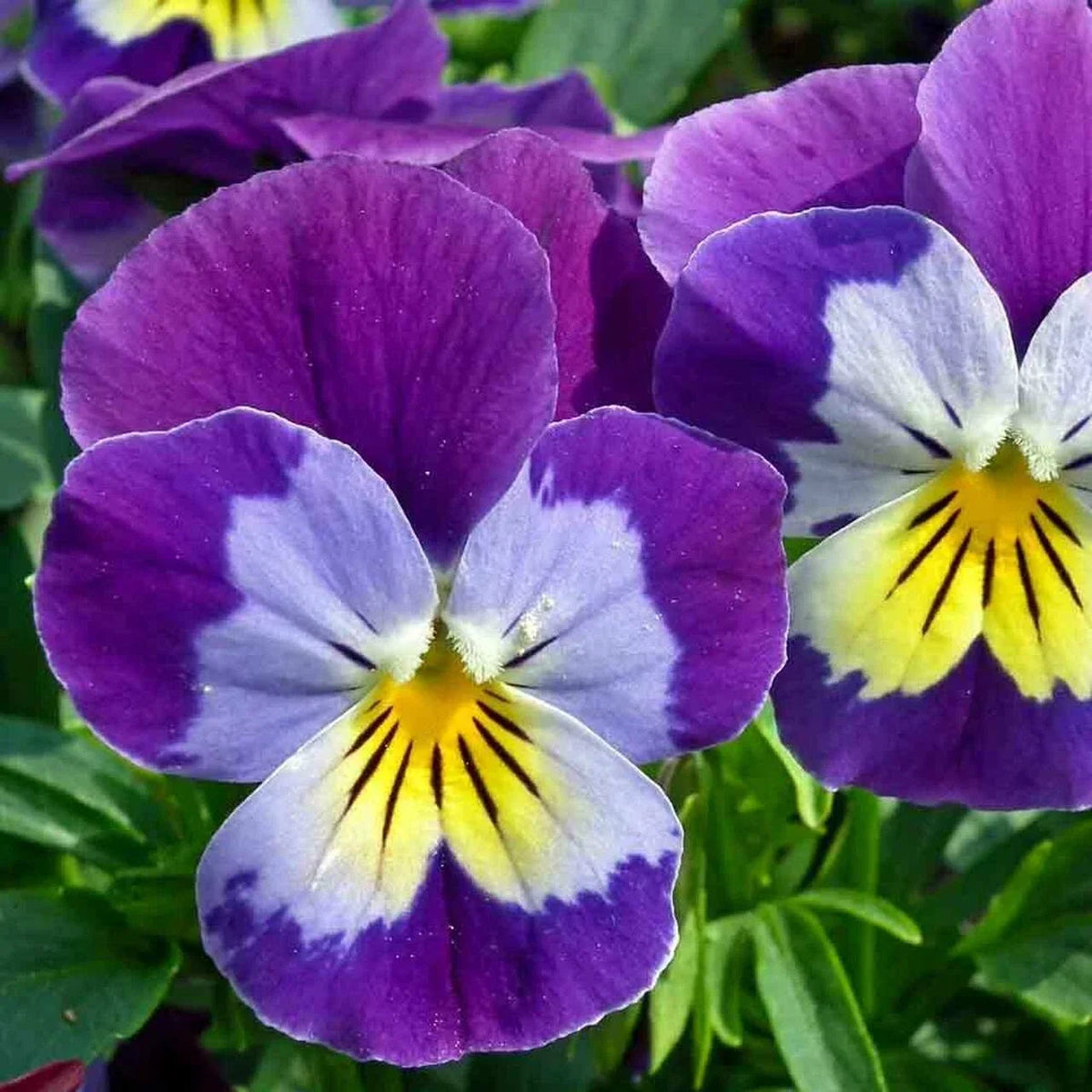 Wildflower Seeds - Johnny Jump Up Viola tricolor - Bright Colorful Flowers for Gardens & Pollinators Seed Packet