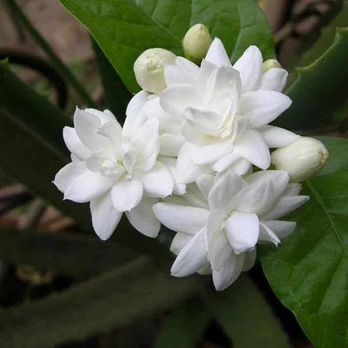 Fragrant Arabian Jasmine Live Plant 10" with Buds, Indoor Outdoor, Jasminum sambac, Compact, Bushy, Easy Care