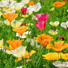 California Poppy Seed Mix - Multiple Colors - Eschscholzia californica - California State Flower - Free Shipping