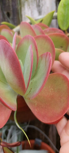 Flapjack Kalanchoe Succulent Live Plant - Paddle Leaf Succulent - Kalanchoe luciae