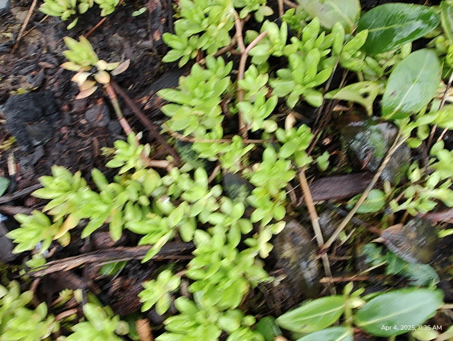 Creeping Sedum Groundcover Plants - 50 Live Perennials, Sedum spp., Drought-Resistant, Low Maintenance, Erosion Control