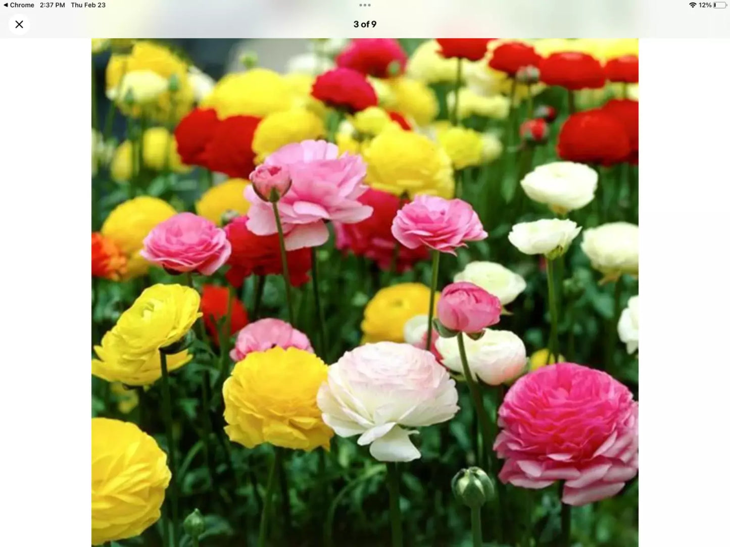 Ranunculus Persian Buttercup Seeds 100 Pack | Ranunculus asiaticus Flower Seeds for Garden, Vibrant Blooms, Easy to Grow
