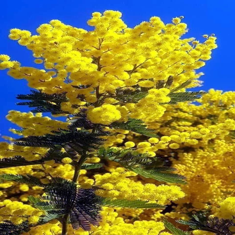 Sweet Acacia Tree Seeds - Pack of 20 - Fast Growing Acacia farnesiana Wattle Flower Seeds for Garden and Landscape