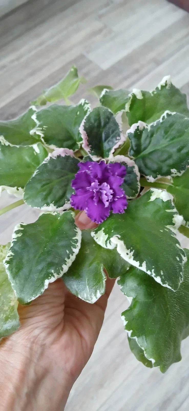 Cabaret Variegated African Violet Leaves - 2 Pack Saintpaulia ionantha Indoor Plant Cuttings for Propagation