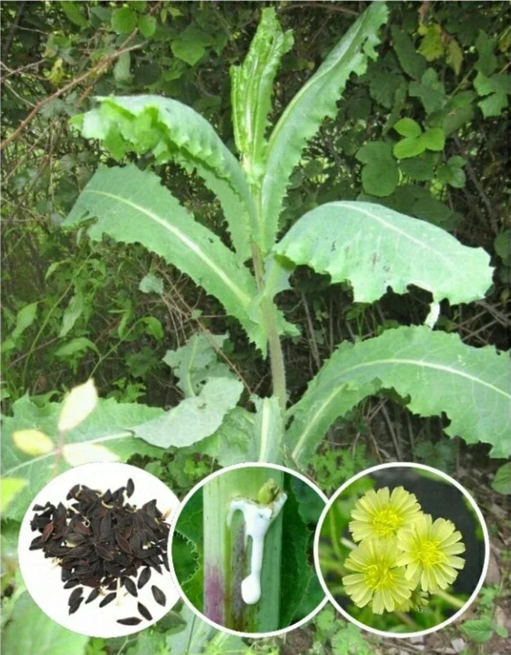 Wild Lettuce Herb Seeds - 25 Heirloom Organic Lactuca virosa Non-GMO Edible Greens Medicinal Plant Seed Packet