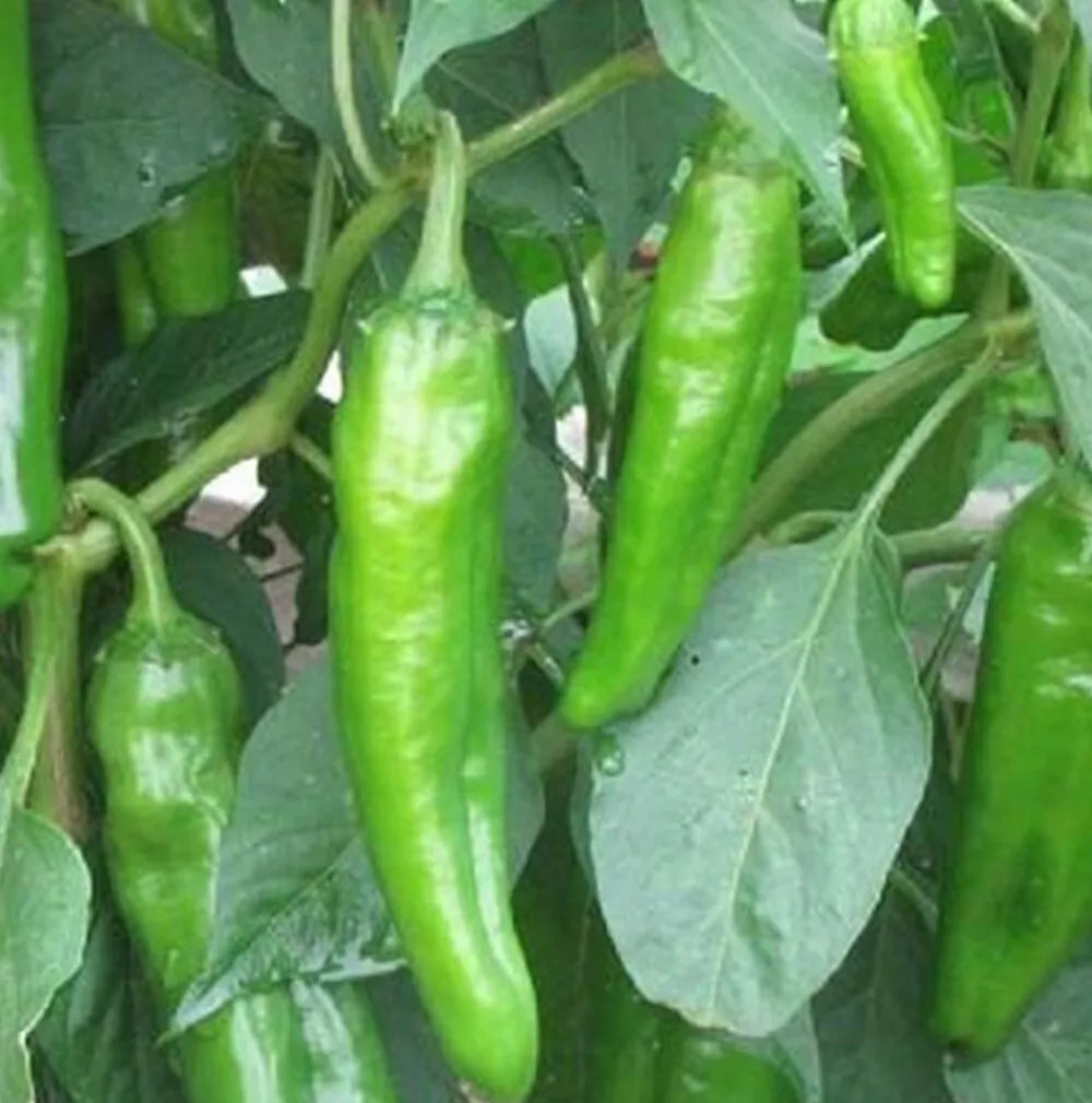 Anaheim Chili Hot Pepper Seeds | Non-GMO Heirloom | Capsicum annuum | Garden Seeds for Spicy Peppers