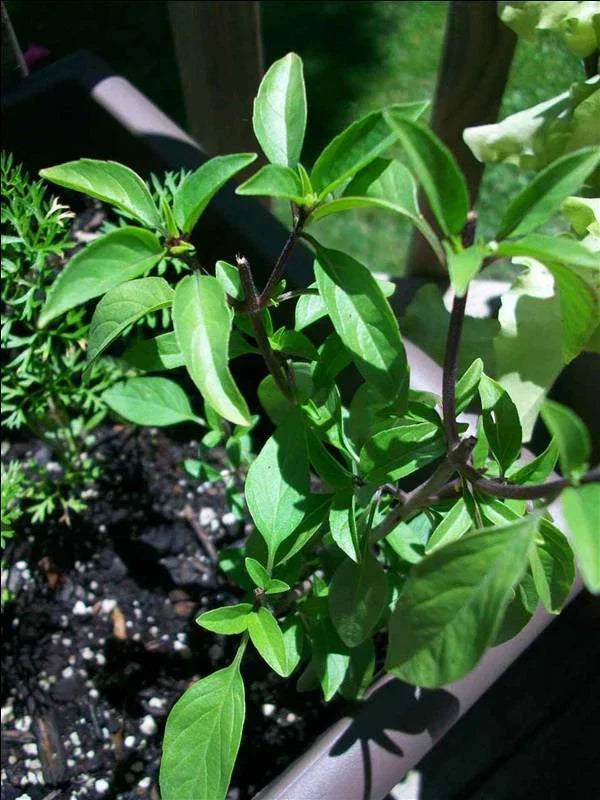Licorice Basil Seeds - 100 Pack - Ocimum basilicum Gourmet Culinary Herb