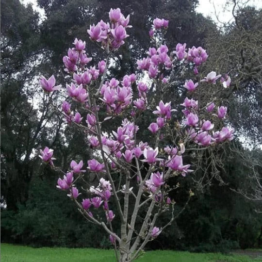Saucer Magnolia Seedling 3' Flowering Tree Sapling Magnolia x soulangeana Deciduous Garden Plant