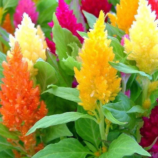 Pampas Plume Celosia Seeds - Colorful Annuals for Garden Borders & Cut Flowers - Celosia argentea, Non-GMO, Pack of 50-1,000 Seeds
