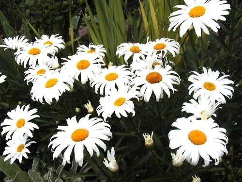 Daisy Seeds - 130 Pack - Shasta Dwarf White Perennial - Leucanthemum superbum - Easy to Grow Garden Flower