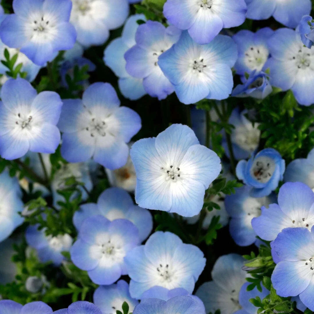 Nemophila Seeds - Baby Blue Eyes Wildflower Annual - Over 200 Seeds - Vibrant Blue Flowers - Easy to Grow - USA Grown