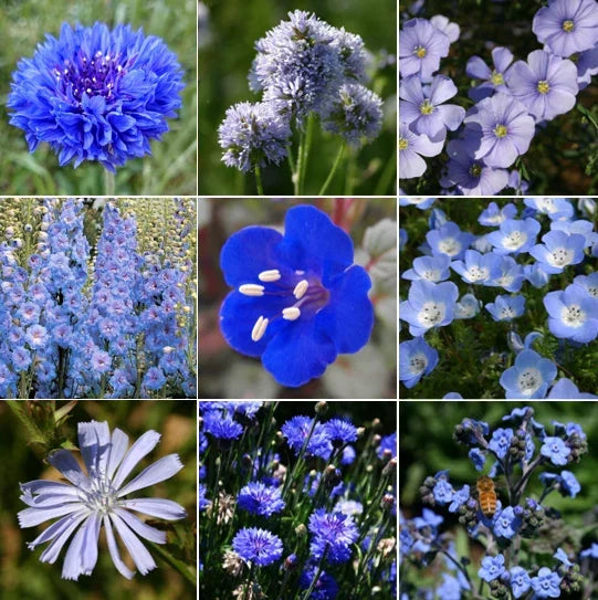 Blue Wildflower Seeds Mix | 9 Species Variety | Non-GMO Multi-Color Wildflower Blend