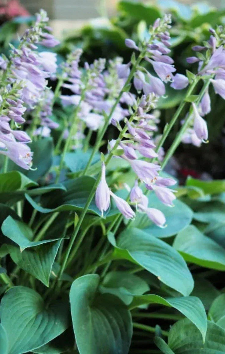 Purple Flowering Hosta Plant Bare Root - Shade Perennial with Purple Blooms