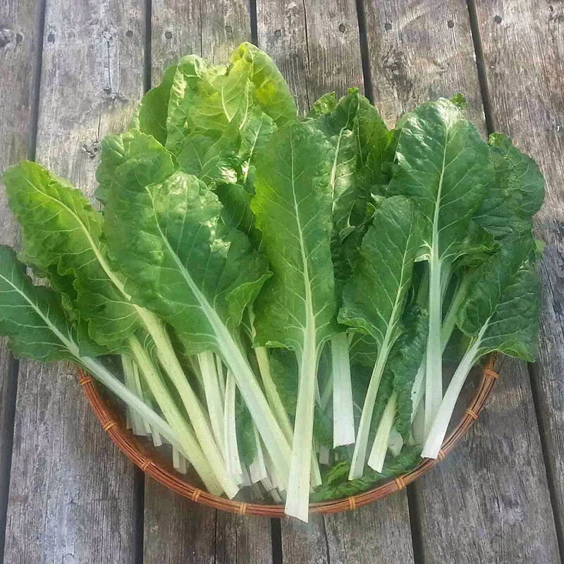 500 Swiss Chard Seeds - Fordhook Giant Non-GMO Heirloom Beta vulgaris subsp. cicla for Home Garden