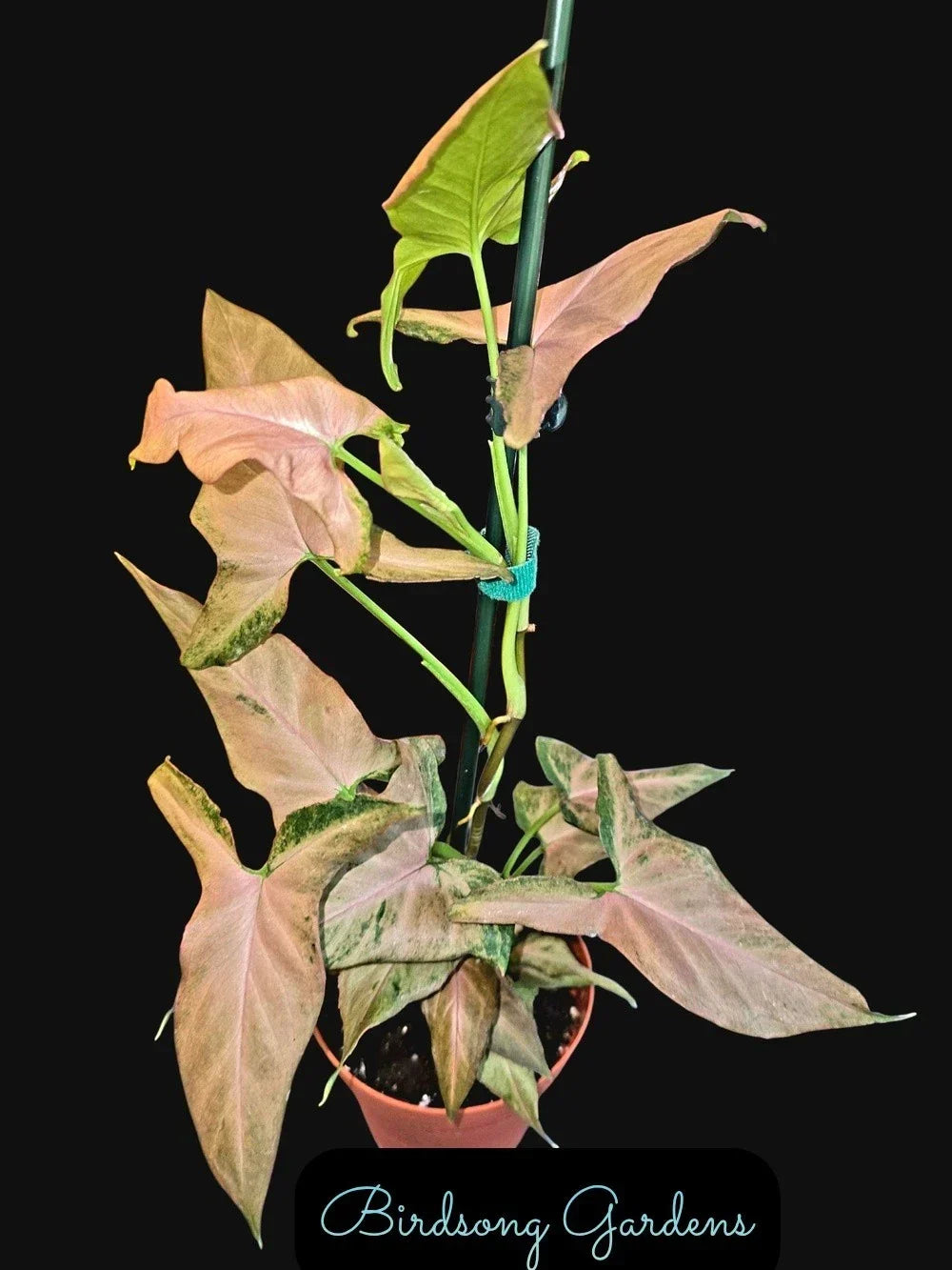 Syngonium Plant 4" Pot Pink Variegation Syngonium podophyllum "Mickey" Rooted Indoor Houseplant