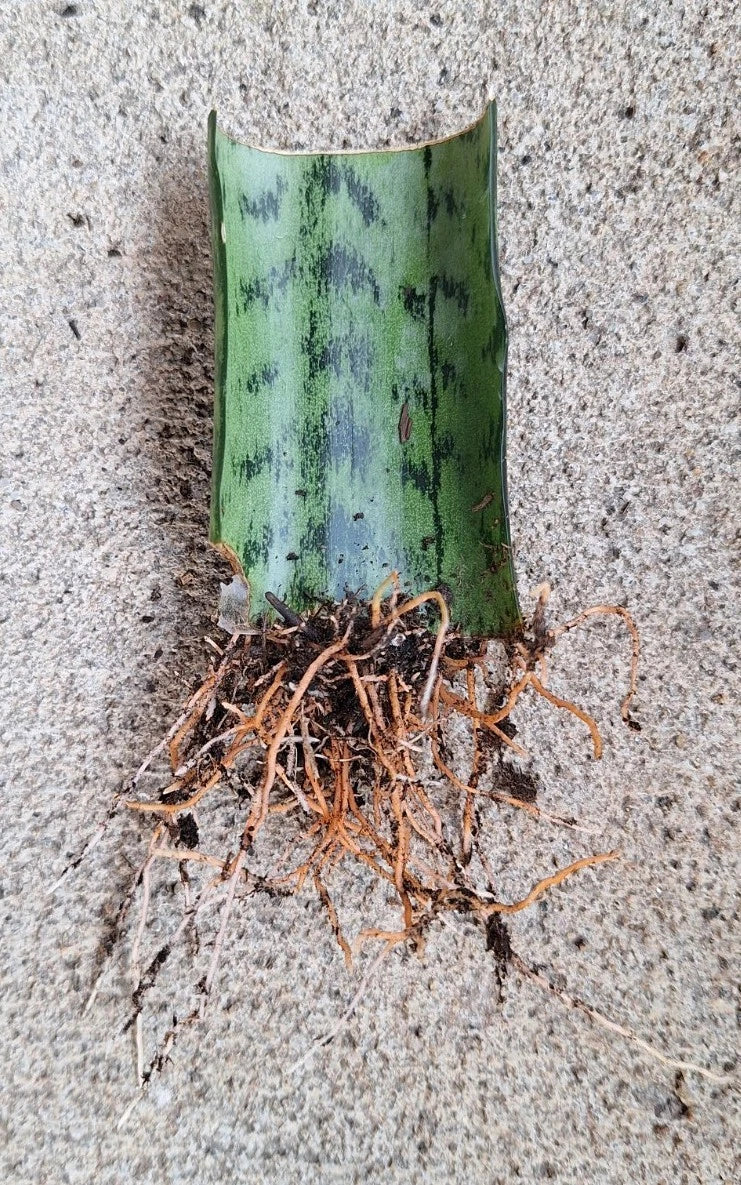Snake Plant Cutting with Roots - 3 Inch Sansevieria Trifasciata Live Plant for Indoor Decor & Air Purification