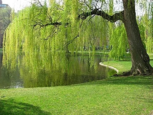 Weeping Willow Tree Cuttings - 10 Unrooted Salix babylonica Cuttings