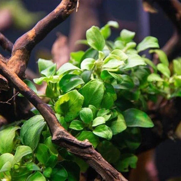 Anubias Nana Petite Live Aquarium Plant - Small Freshwater Plant for Tanks, Anubias barteri var. nana