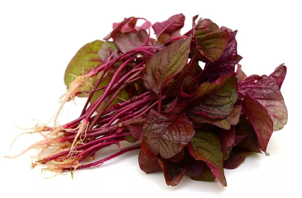 Red Spinach Seeds - 500+ Heirloom Amaranthus tricolor Seeds - Grown in Iowa, USA