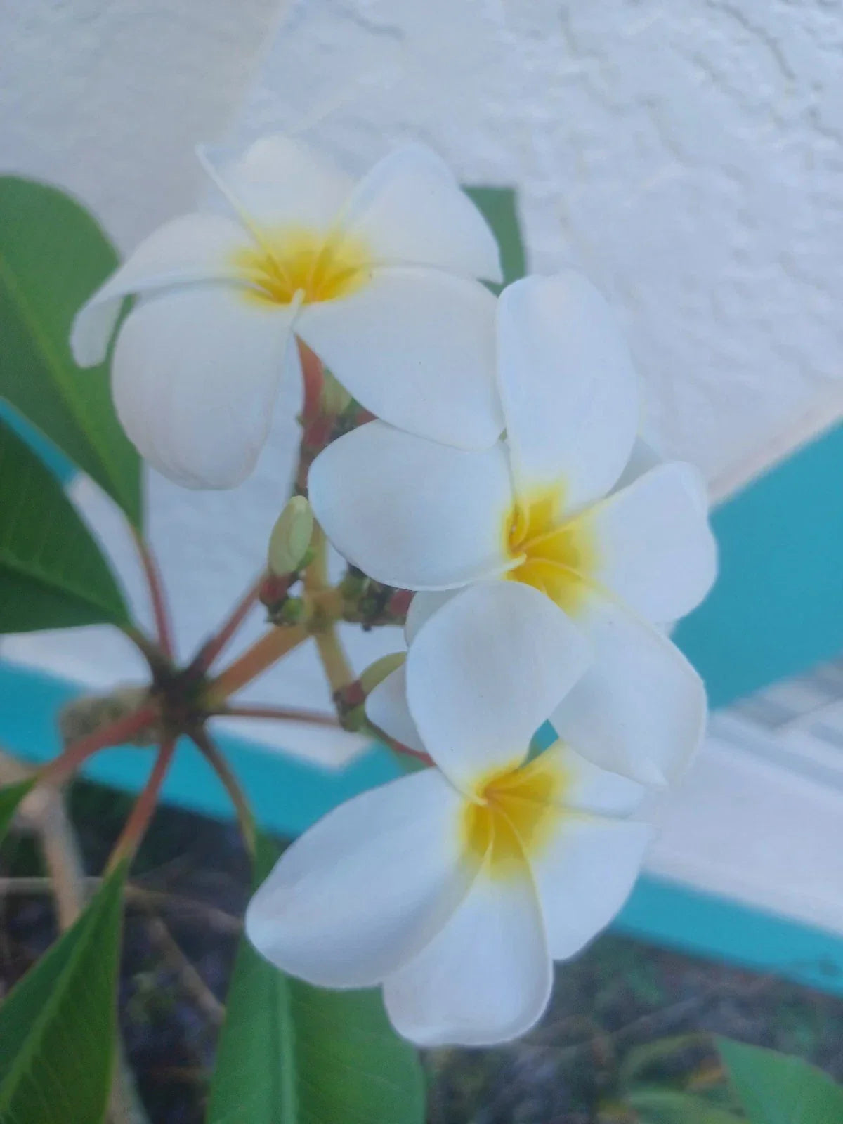 Plumeria Cuttings - Colorful Varieties - Frangipani (Plumeria spp.) - Vibrant Flowers for Garden or Indoor Planting