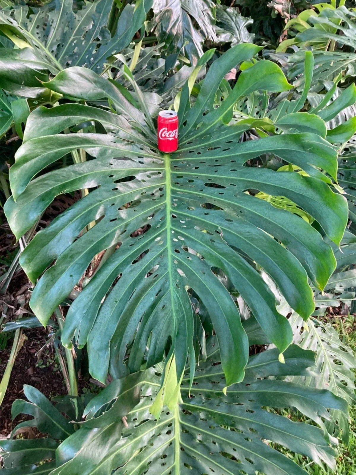 Monstera Deliciosa Cuttings – 10-12 Inches, Large Swiss Cheese Vine, Houseplant Propagation, Tropical Indoor Plant