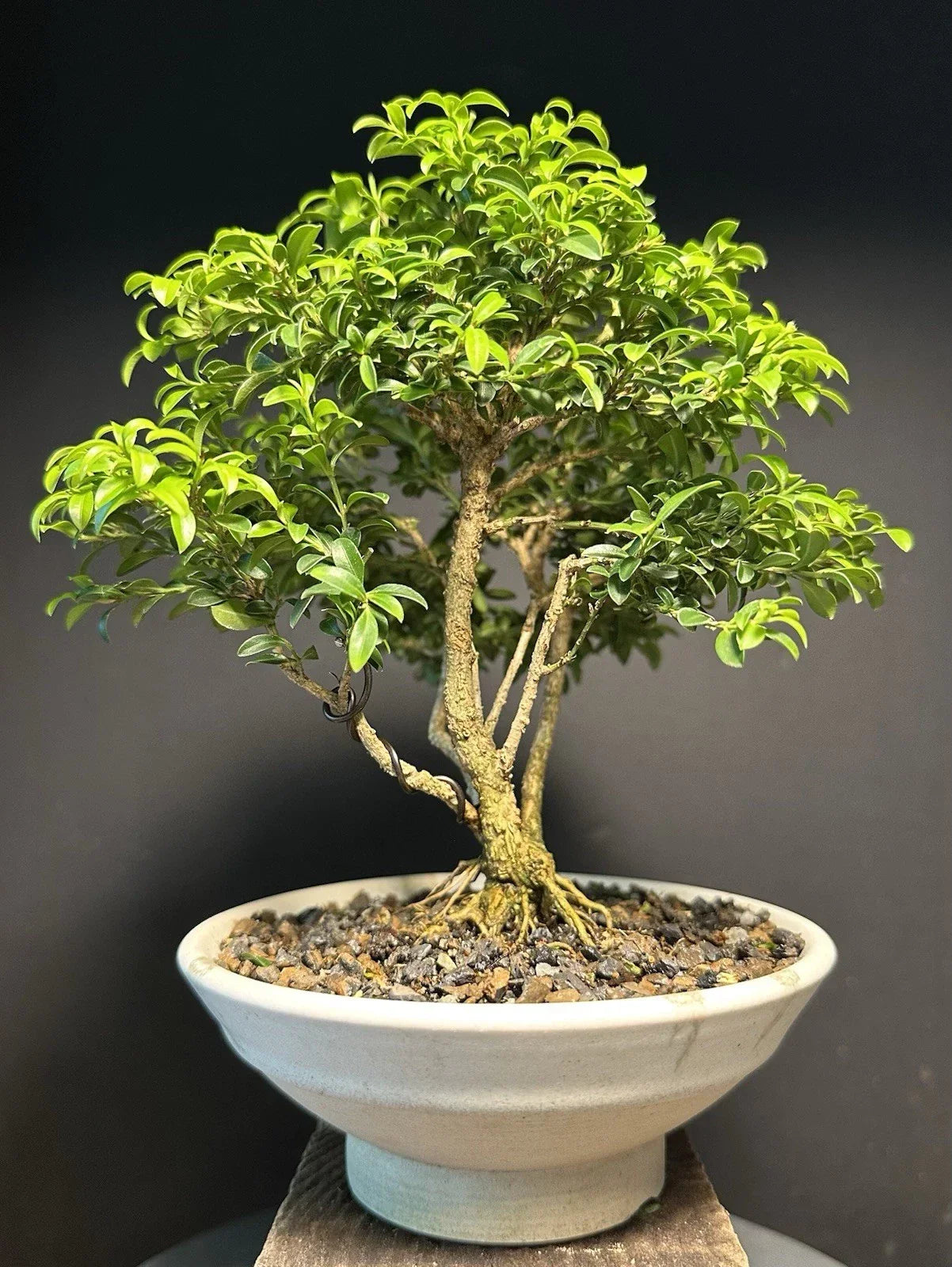 Mame Size Kingsville Boxwood Bonsai Tree in Glazed Tea Pot – Buxus microphylla var. japonica Indoor/Outdoor Plant