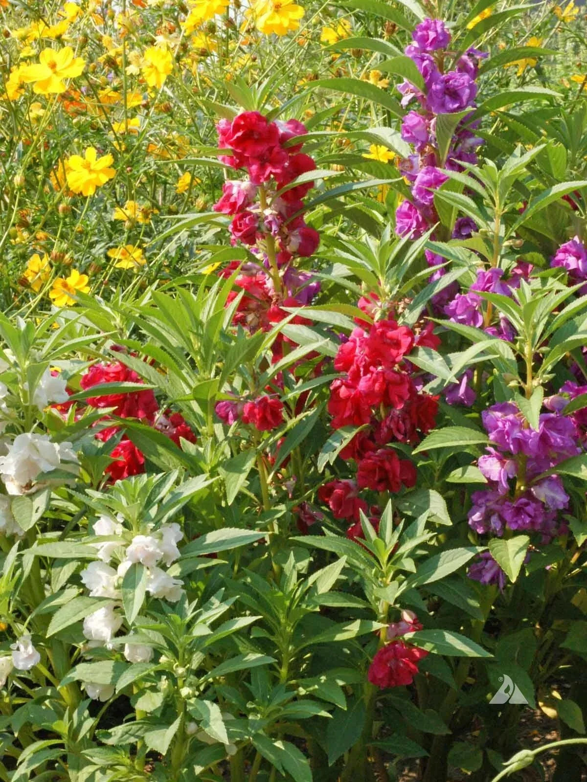 Balsam Seeds 1/4 LB Flowered Mix Impatiens balsamina Non-GMO Easy to Grow Outdoor Annual