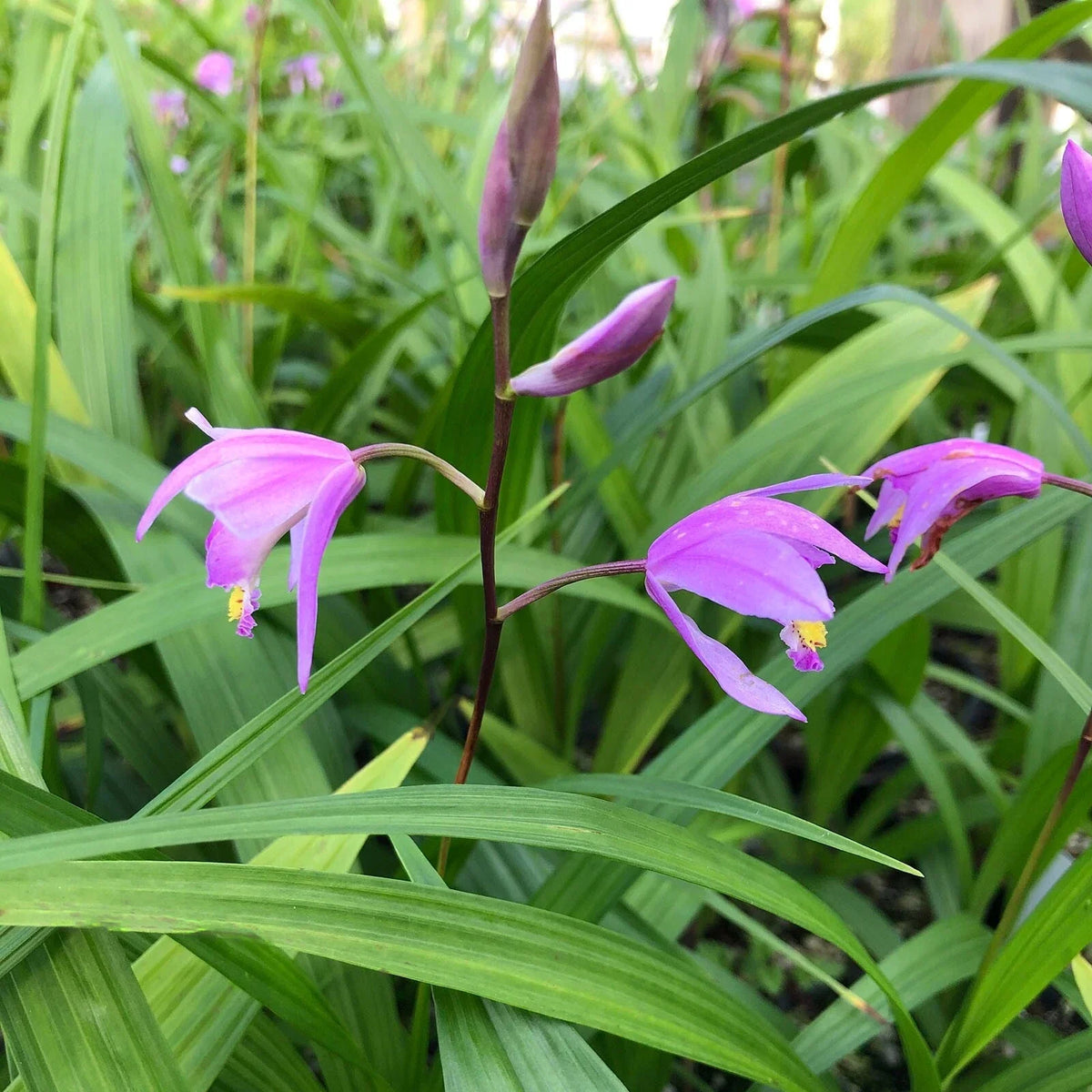 Bletilla ‘Kate’ Hardy Ground Orchid Live Starter Plant, Pink-Lavender Blooms, Easy Perennial for Shade Gardens