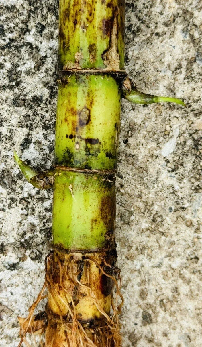 Fresh Green Sugarcane Cuttings Set of 5 – Organic Live Plant for Juicing, Propagation, Home Garden, Tropical, Ready-to-Plant