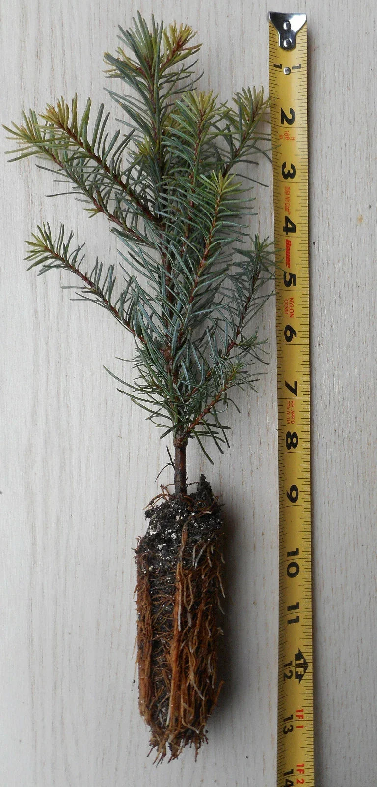 Noble Fir Tree Seedling 8–14 Inches Abies procera Evergreen Conifer for Landscaping & Christmas