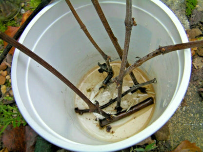 7 Azalea Cuttings Pink & White – Unrooted Rhododendron Wood 6–7” Long, 1/8–1/4” Thick, Grafting or Rooting Starts