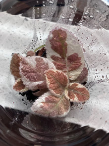 Variegated Episcia Snow White Starter Plant - White Silver Green Foliage, Indoor Houseplant, Gesneriad Family
