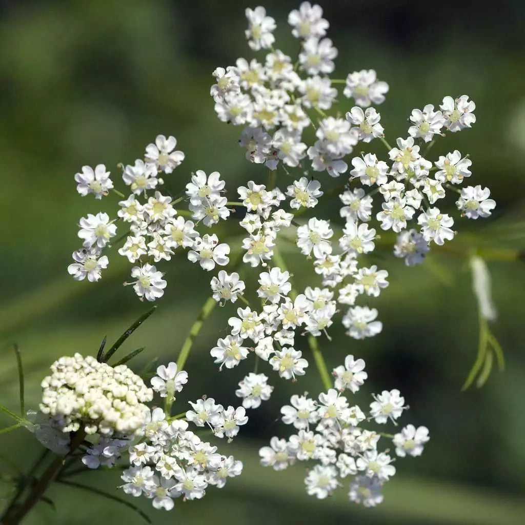 Caraway Seeds - Non-GMO Herb for Garden Planting, Aromatic Culinary Seeds, Carum carvi