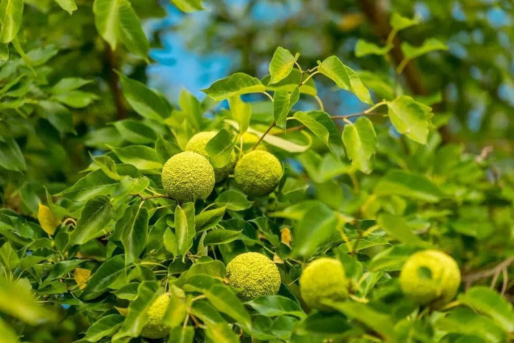 Osage Orange Tree Seedlings 12-24 inches | Maclura pomifera for Planting
