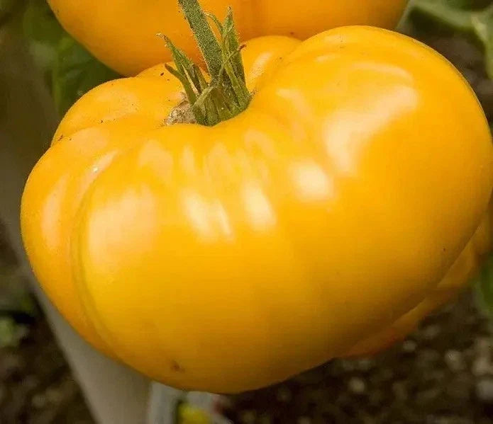 Yellow Brandywine Tomato Seeds - Organic Non-GMO Heirloom, Full Sun, Indeterminate, Solanum lycopersicum