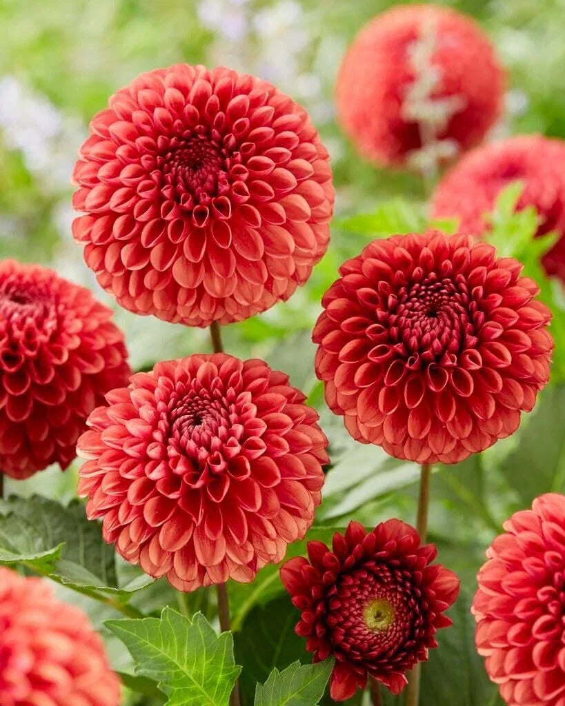 Dahlia Ball Tubers for Planting - Vibrant Blooms - Dahlia spp.