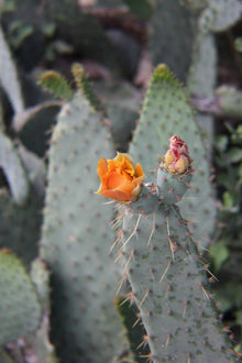 Cow's Tongue Cactus Pad Cutting - Opuntia liguiformis - Hardy Succulent Plant for Indoor or Outdoor Gardening