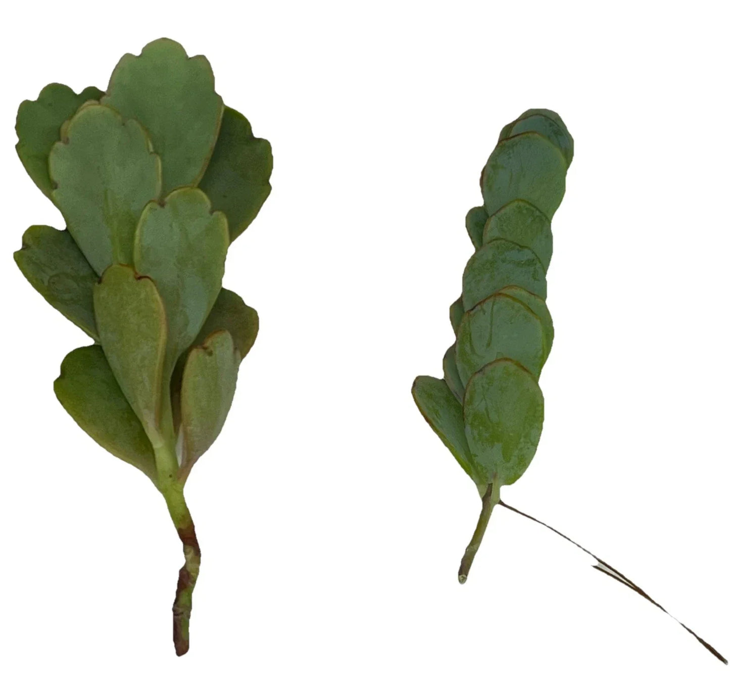 Lavender Kalanchoe Cuttings 4-6" Unrooted Houseplant Kalanchoe blossfeldiana, Succulent, Propagation Plant